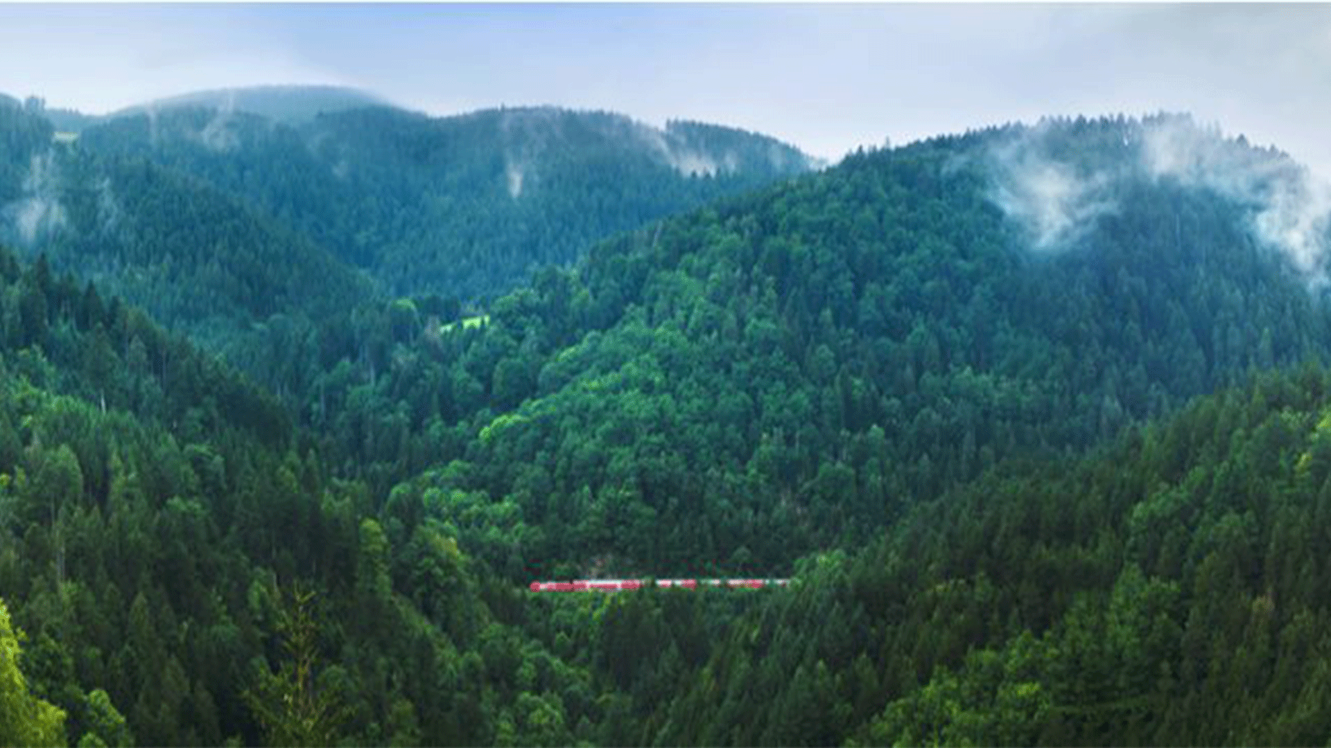 A red train going through the lush green trees of the Black Forest