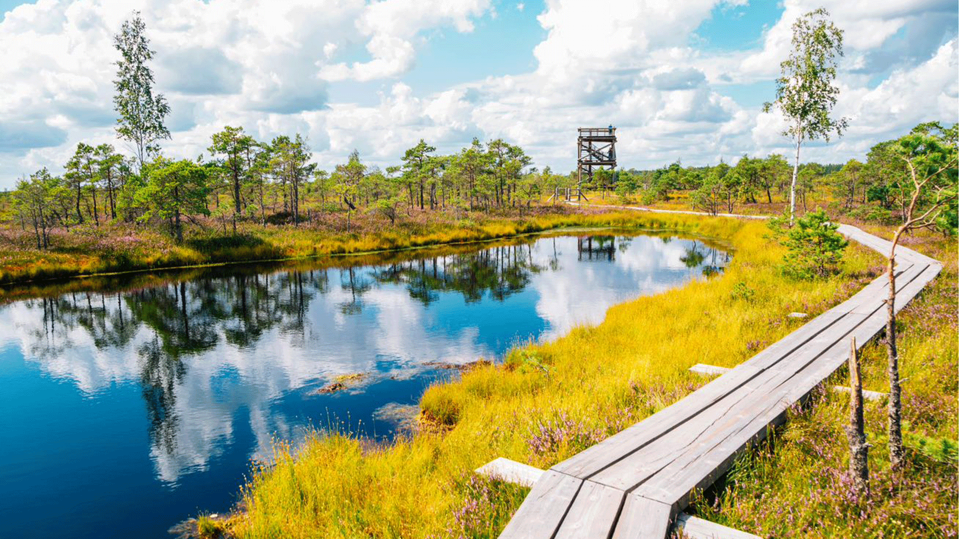 latvia-kemeri-national-park-bog-trail