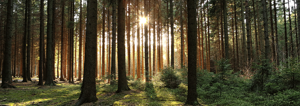 wood-forest-trees