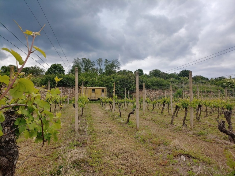 Šobes vineyard