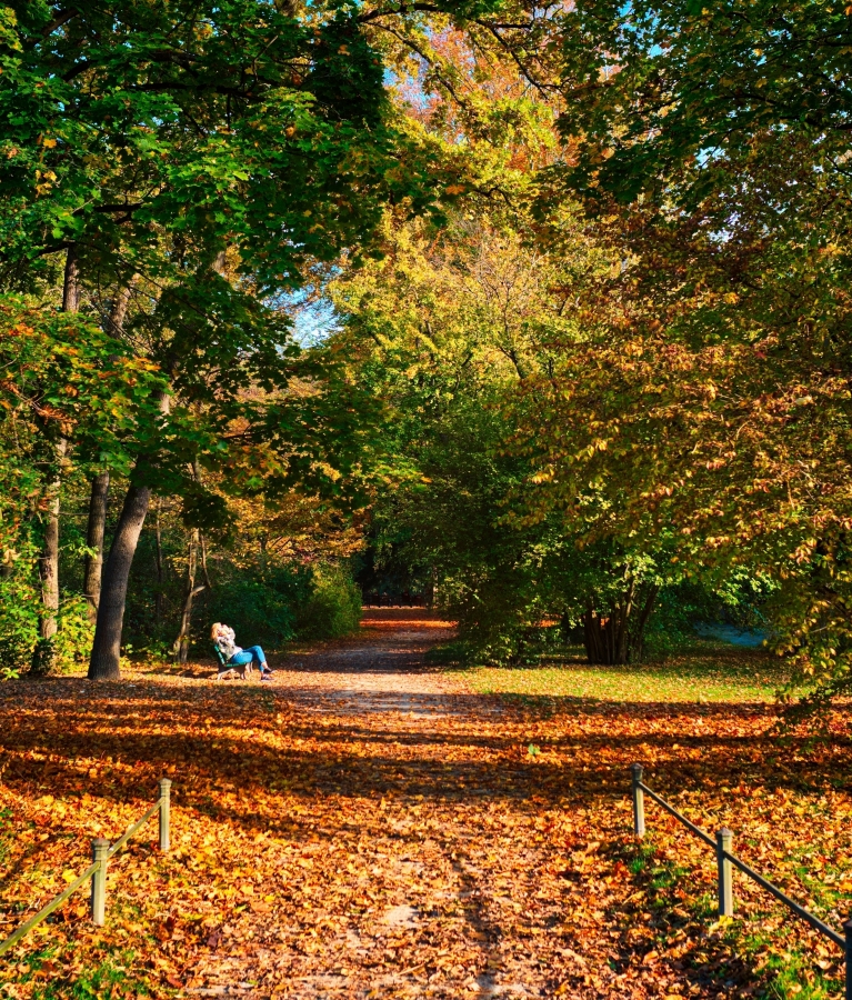 Autumn leaves in Munich's English Garden